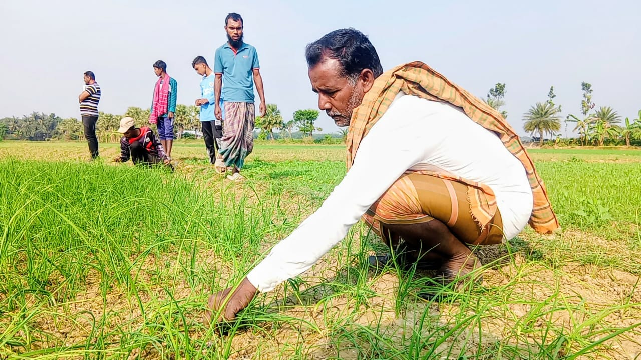 ফসলের সাথে এ কেমন শত্রুতা!