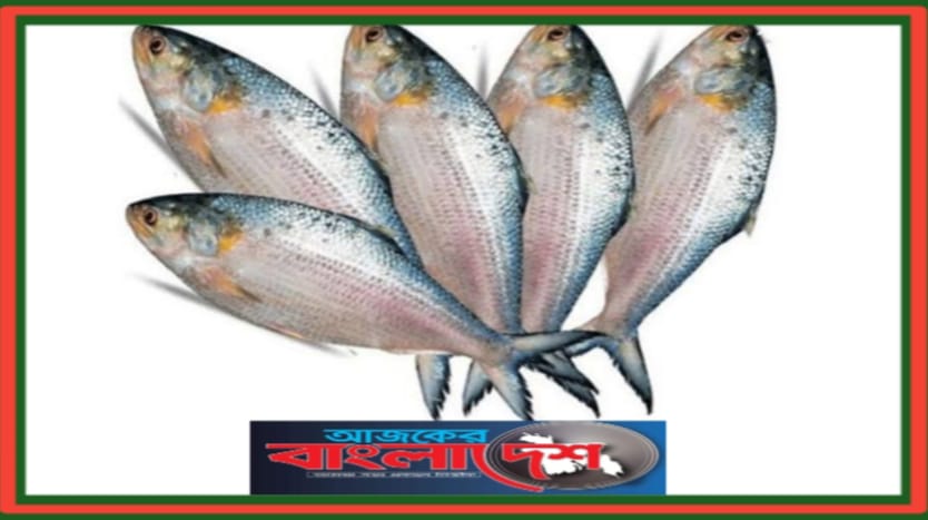 ইলিশ মাছ চাষ করতে চায় প্রাণ-আরএফএল