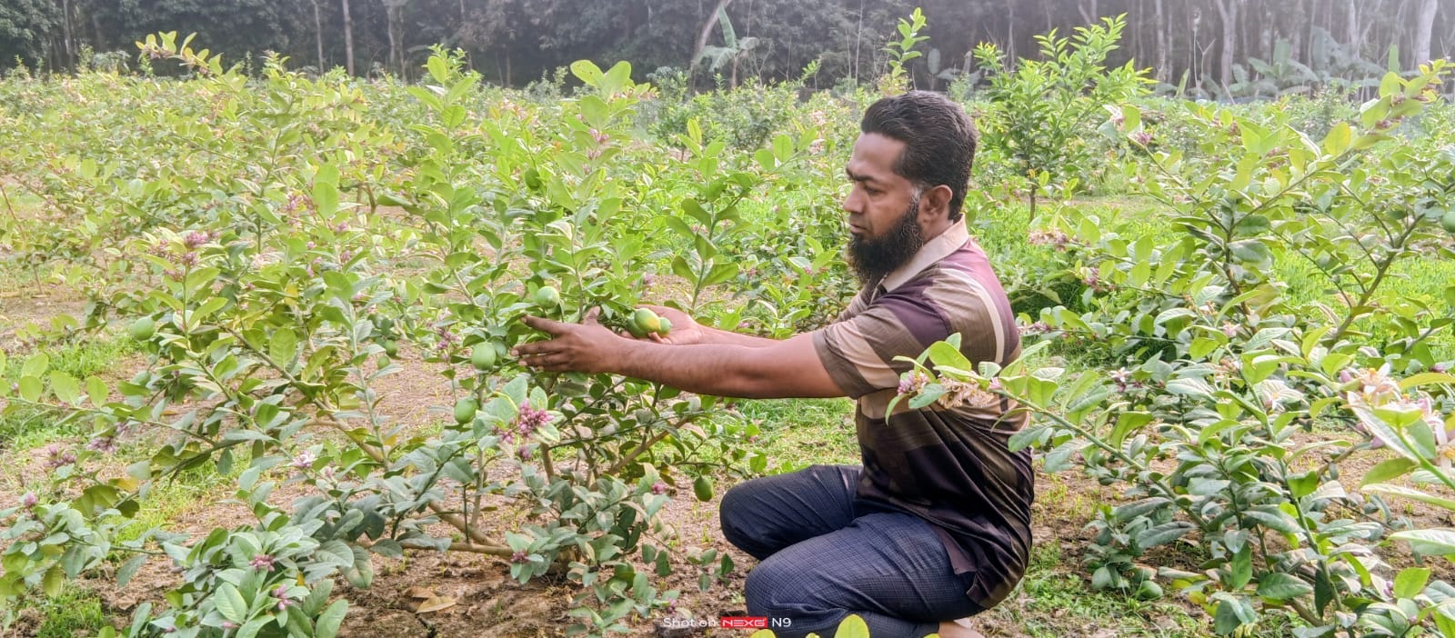 চায়না-থ্রি সিডলেস বারোমাসী লেবু চাষে সফল শ্রীপুরের কামাল হোসেন