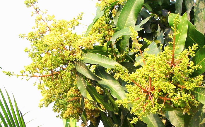 ফরিদপুরের চরভদ্রাসন উপজেলা জুড়ে বসন্তের আমেজ, আম্রকাননে সোনালি মুকুলের সমারোহ