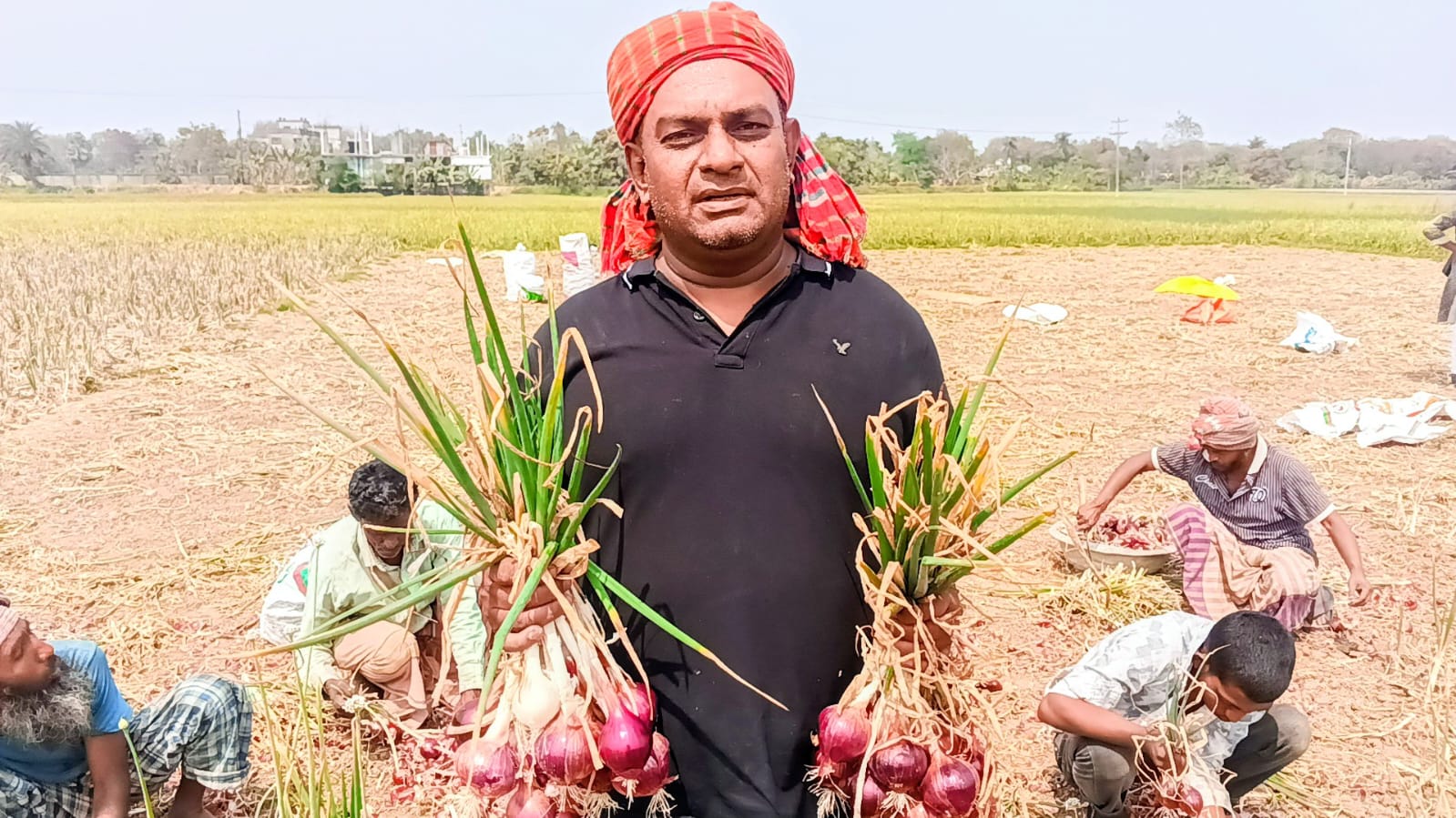 মাগুরার শ্রীপুরে পেঁয়াজের তুলতে ব্যস্ত সময় পার করছে কৃষক