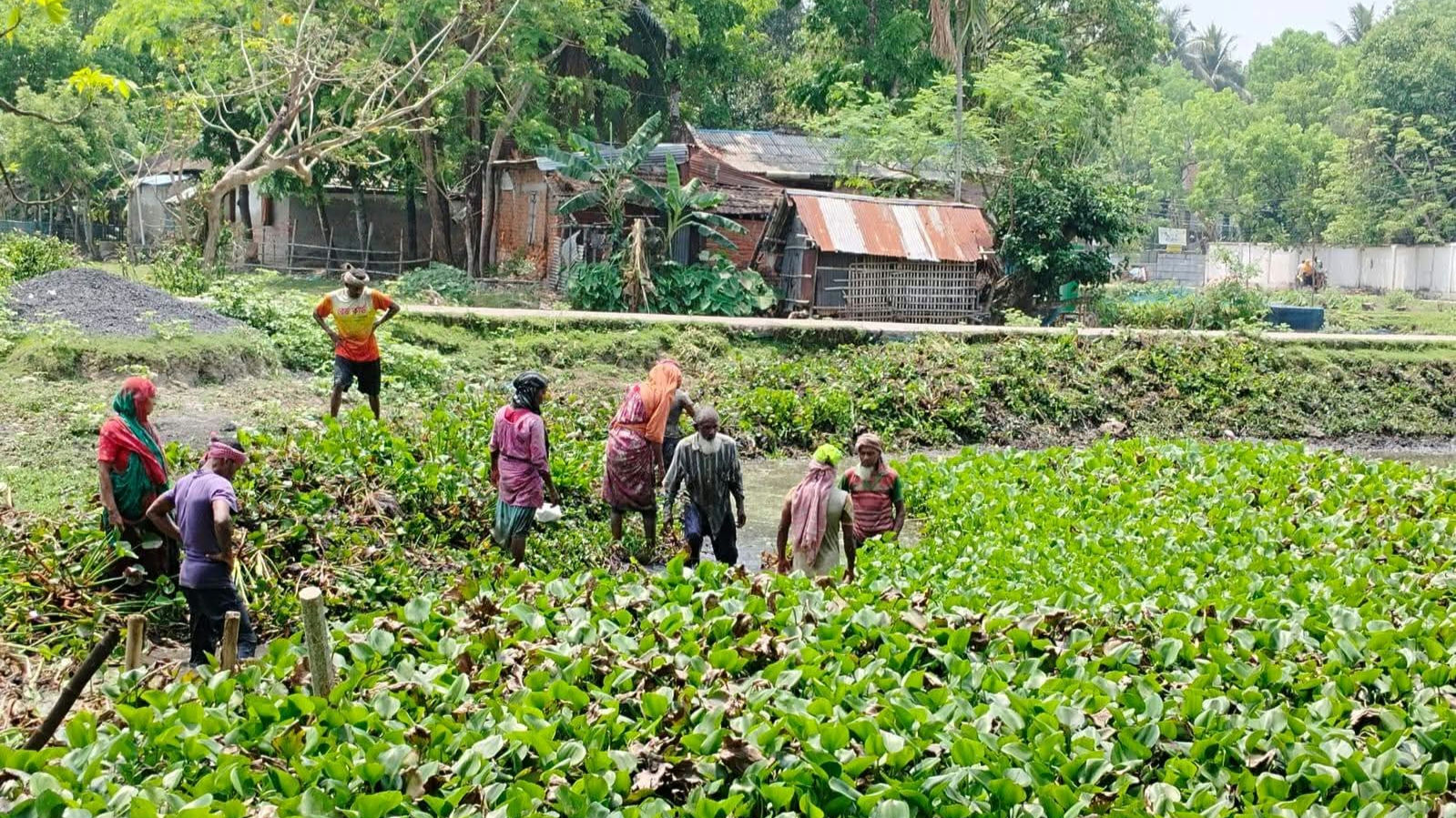 পাইকগাছায় বদ্ধ নালার কচুরিপানা অপসারণ ও মশক নিধন কাজের উদ্বোধন