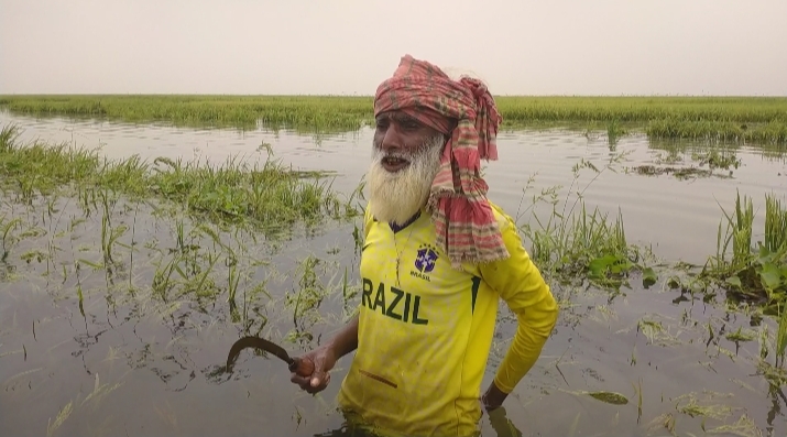 ভারী বৃষ্টির পানিতে প্লাবিত হাওর : হতাশার আগুনে কৃষক