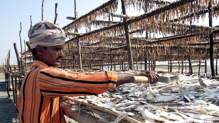 কক্সবাজারের কুতুবদিয়ায় চলছে সামুদ্রিক মাছের শুটকি তৈরির কর্মযজ্ঞ
