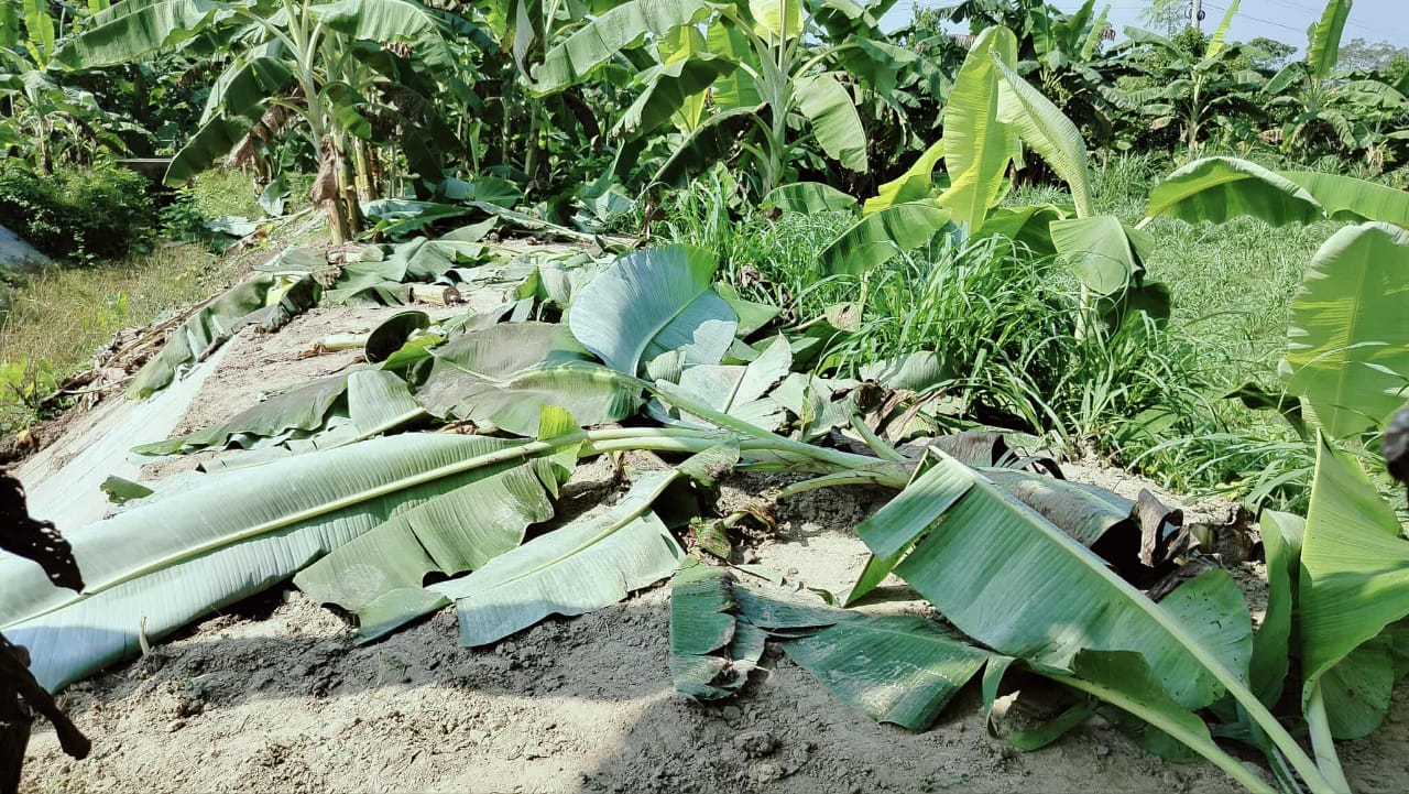 মাগুরার শ্রীপুরে শত্রুতার জেড়ে রাতের আধারে কলা গাছ কর্তন