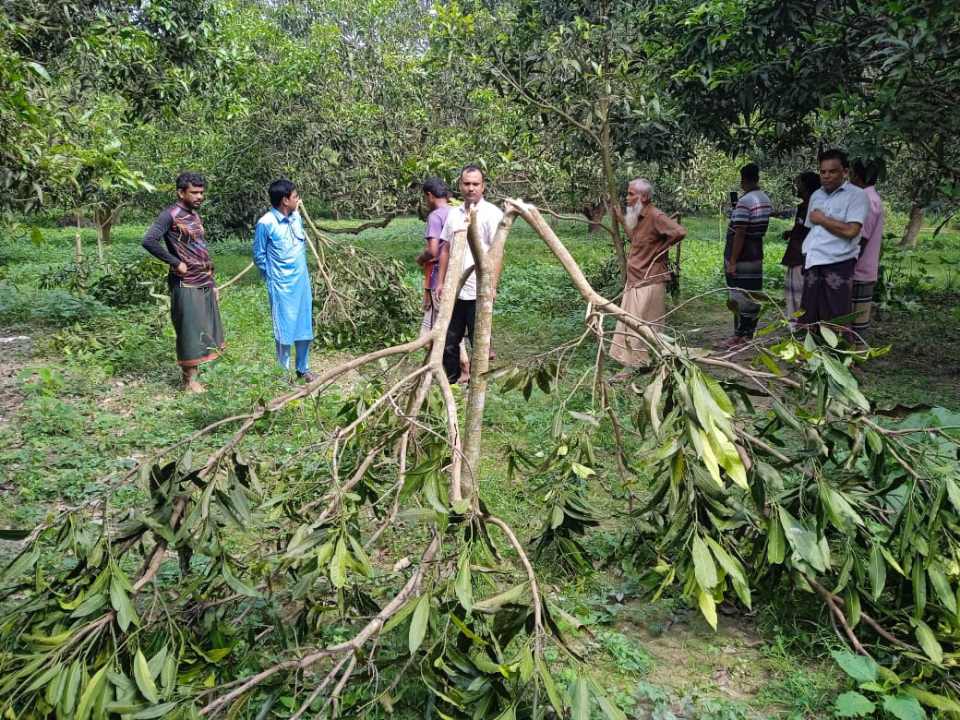 রাজশাহীর চারঘাটে রাতের আঁধারে আম গাছ কেটে ফেললো দুর্বৃত্তরা