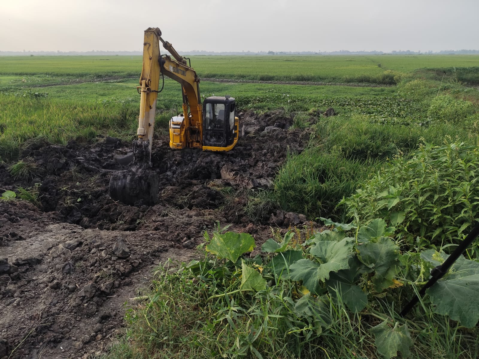 গোপালগঞ্জে প্রতিপক্ষের আধাপাকা ধানসহ জমি কেটে পুকুর কাটার অভিযোগ