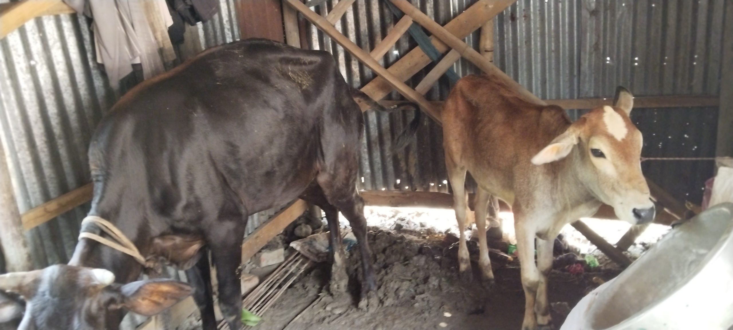 কৃষকের গোয়াল থেকে তিনটি গরু নিয়ে গেলো এক সুদি মহজন