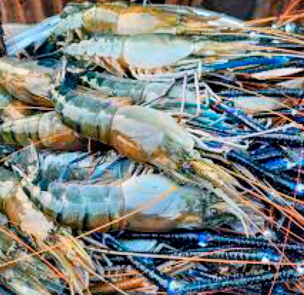 লোডশেডিং ও জ্বালানি সংকটে বিপর্যস্ত হিমায়িত চিংড়ি শিল্প : ক্ষতিগ্রস্ত ব্যবসা ও শিক্ষার্থীরা