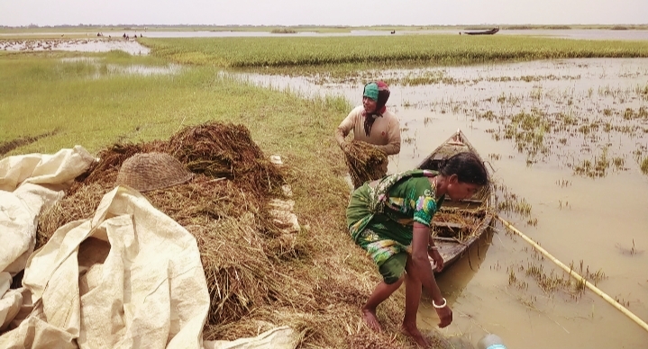 মধনগরে ধান বিক্রি অর্ধেক দামে” অর্ধেক খেলো টেবলার পানি কৃষকের আহাজারি : মরার উপর খাড়ার গাঁ” একদিকে বৃষ্টির পানিতে ফসলহানী”অন্যদিকে খোলা বাজারে দামে সস্তা ধান