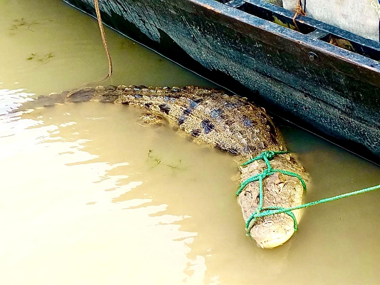 ফরিদপুরের চরভদ্রাসনে পদ্মায় জেলেদের বড়শিতে ধরা পড়া বিরল প্রজাতির কুমির নেওয়া হলো খুলনায়