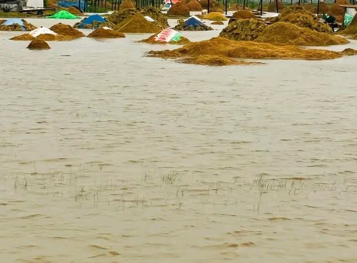 মধ্যনগরে কৃষকের আর্তনাত প্রকৃতি গ্রাস করলো বৈশাখের বোরো ধান