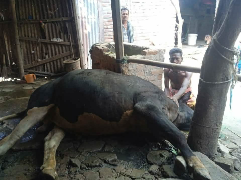 রাজশাহীর চারঘাটে বিদ্যুৎস্পৃষ্ট হয়ে গরুর মৃত্যু, গৃহবধূ আহত