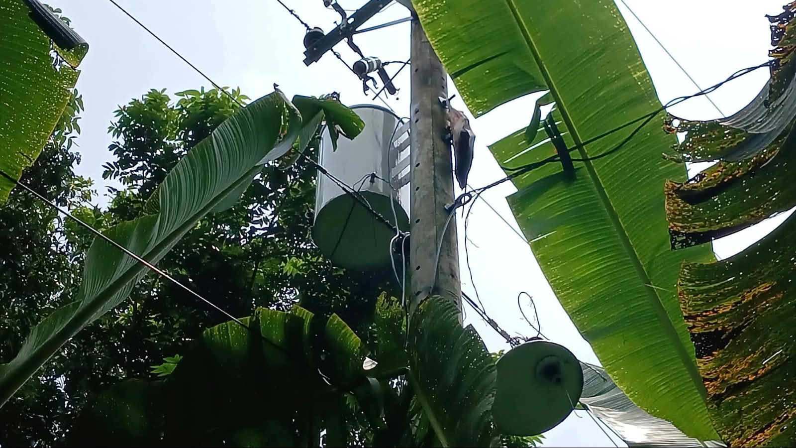 ট্রান্সফরমার চুরির সময় বিদ্যুৎ চলে আসায় বিদ্যুৎ স্পৃষ্ট চোর