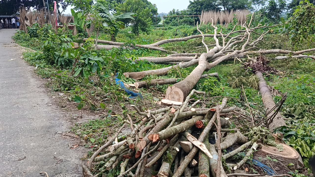 গোপালগঞ্জে সরকারি পুকুর ও সড়কের গাছ কেটে নেওয়ার দুই পৃথক অভিযোগ
