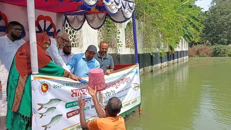 রাজশাহীর চারঘাটে জলাভূমিতে মাছের পোনা অবমুক্ত