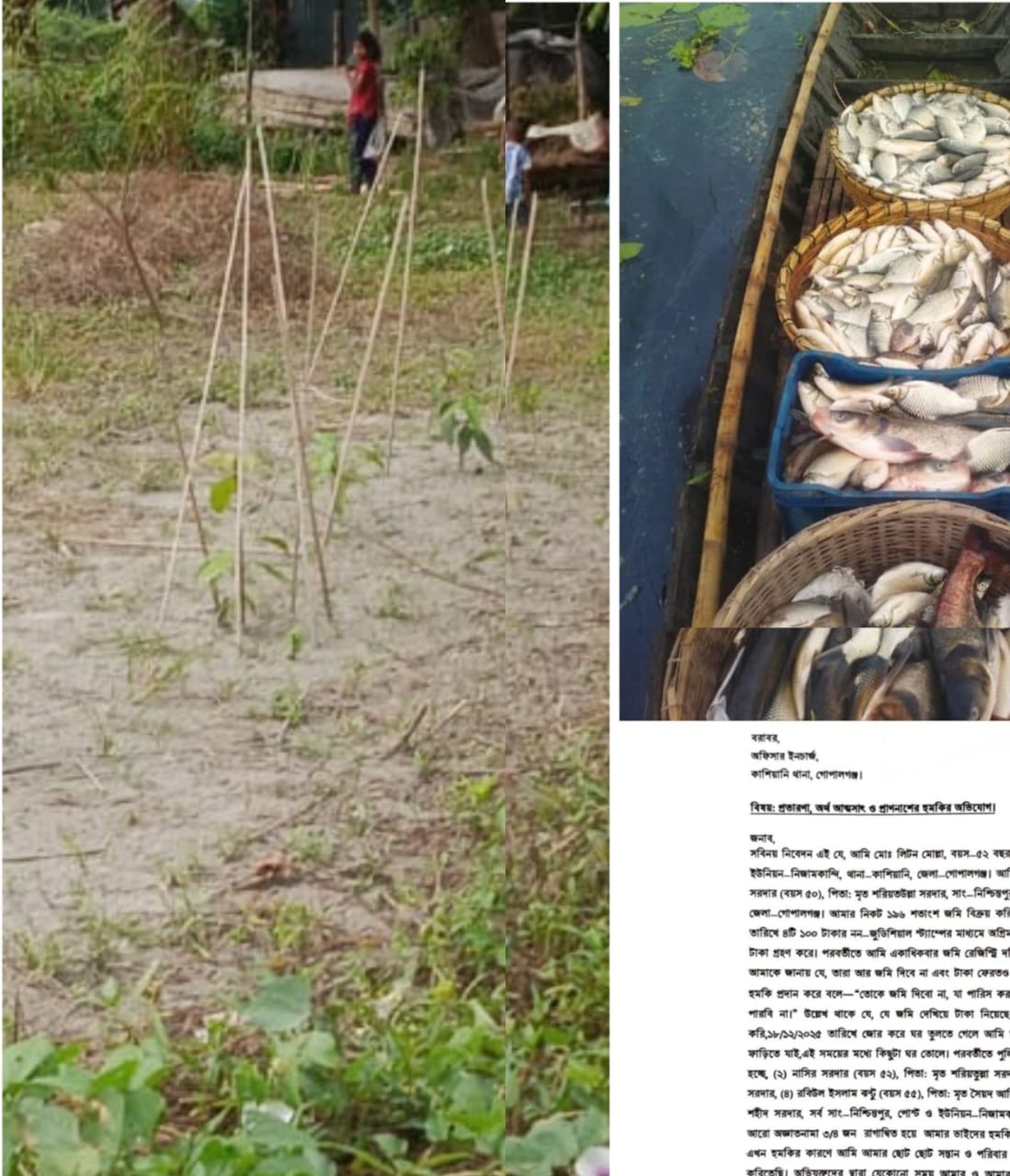 কাশিয়ানীতে মৎস্য ব্যবসায়ীর জমিতে জোরপূর্বক গাছ লাগানোর অভিযোগ : প্রাণনাশের হুমকি